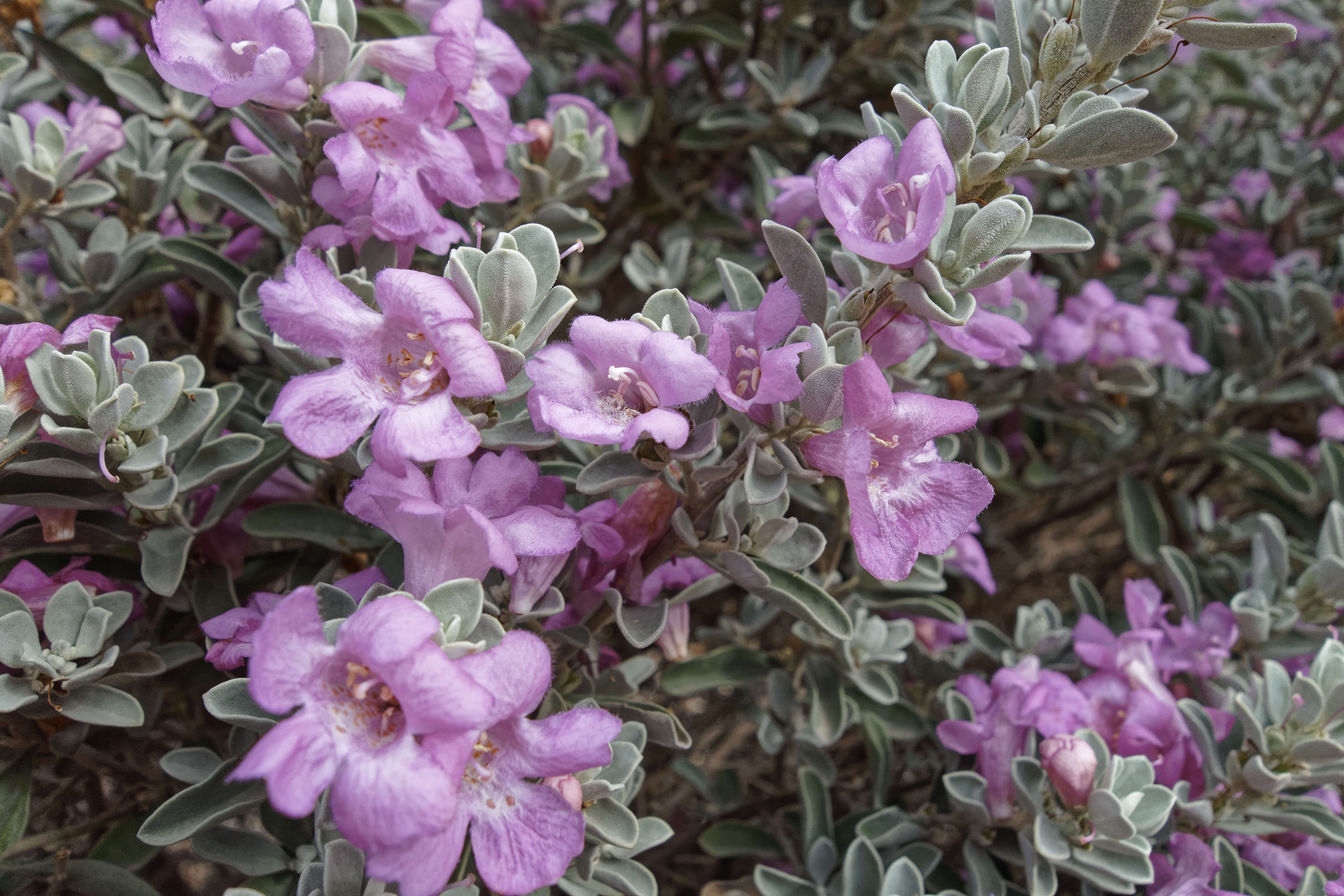 Imagem de Leucophyllum frutescens (Berl.) I. M. Johnston