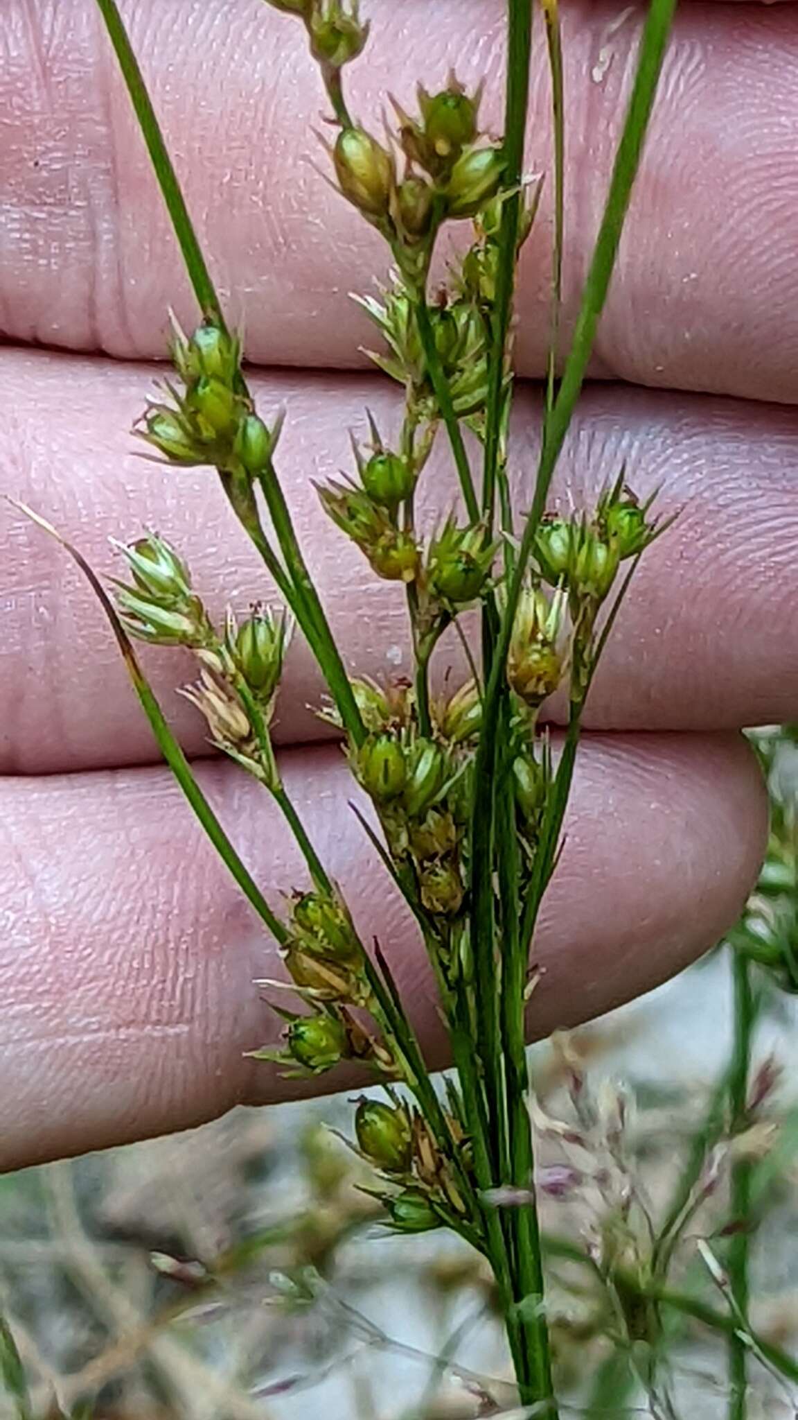 Image of Slender rush