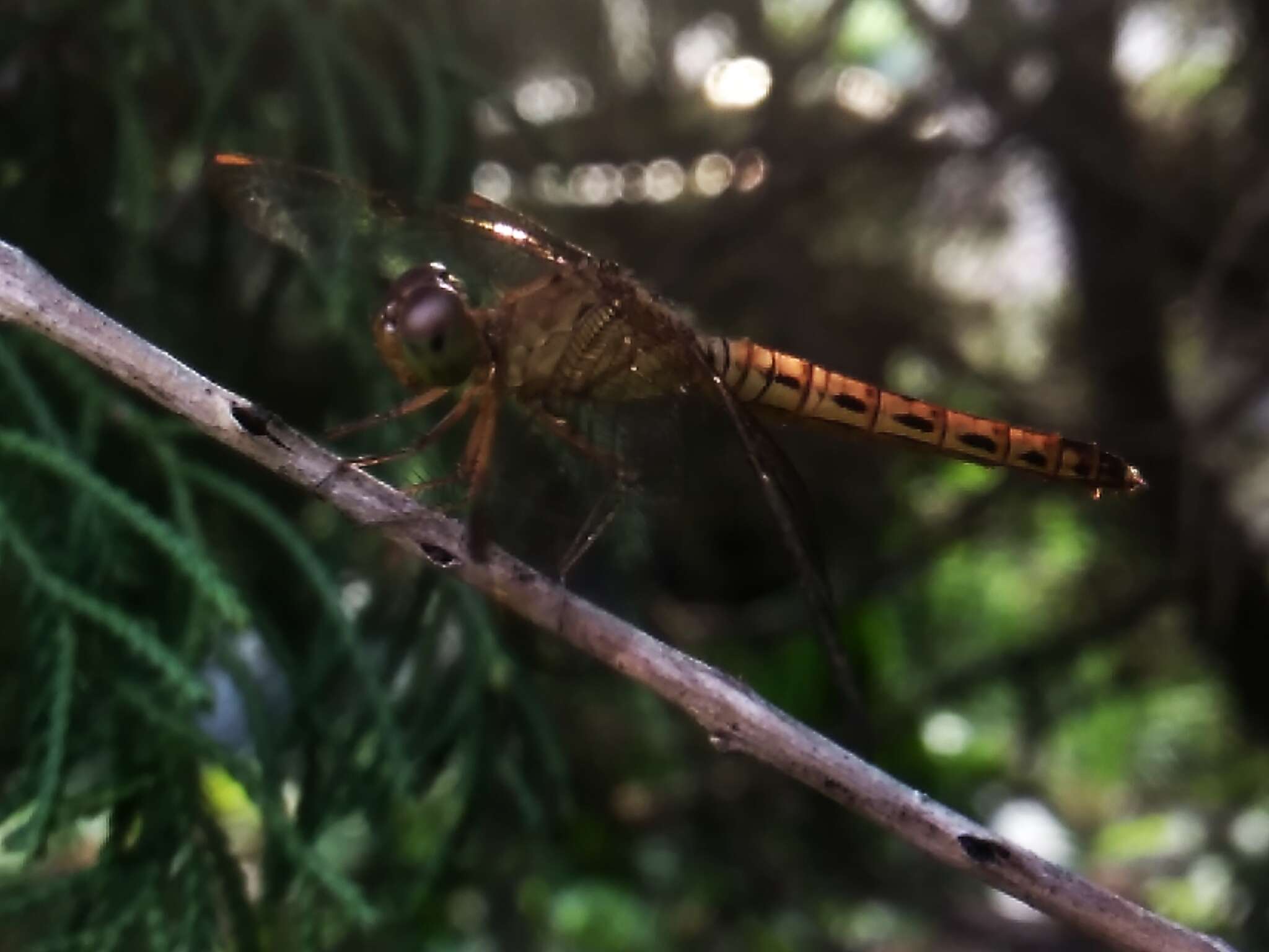 Image of Neurothemis terminata Ris 1911