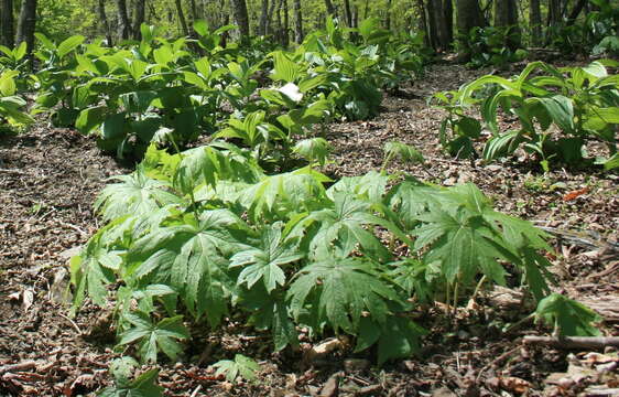 Image of Syneilesis palmata (Thunb.) Maxim.