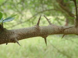 Image of Cudrania cochinchinensis (Lour.) Yakuro Kudo & Masamune