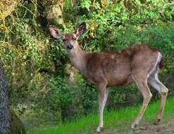 Image of Columbian black-tailed deer