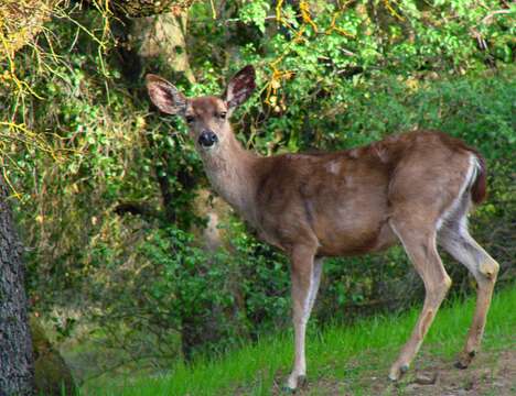 Plancia ëd Odocoileus hemionus columbianus (Richardson 1829)