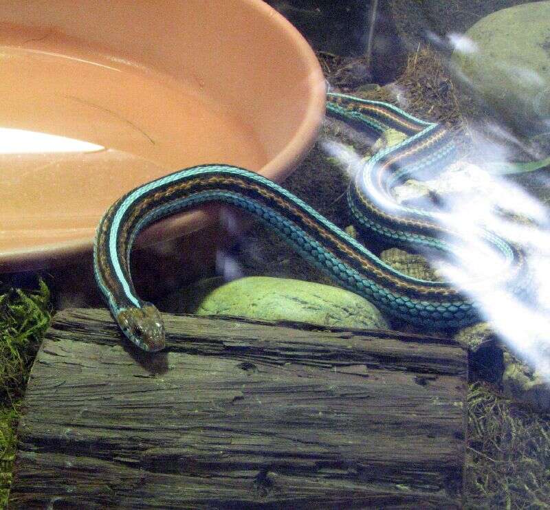 Image of San Francisco garter snake