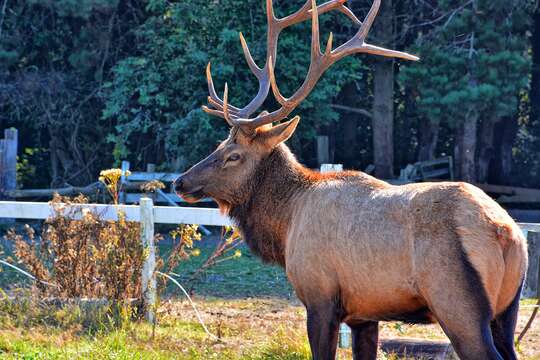 Cervus canadensis roosevelti的圖片