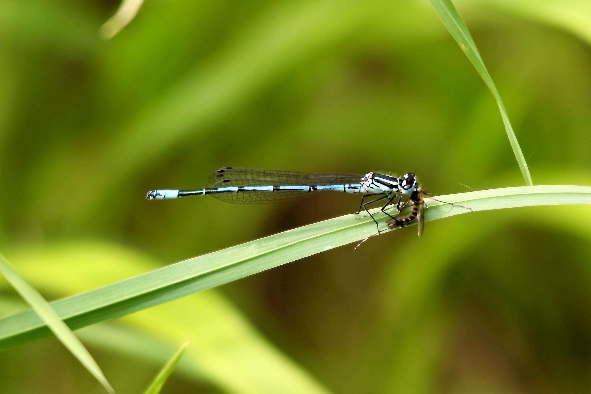 Imagem de Coenagrion puella (Linnaeus 1758)