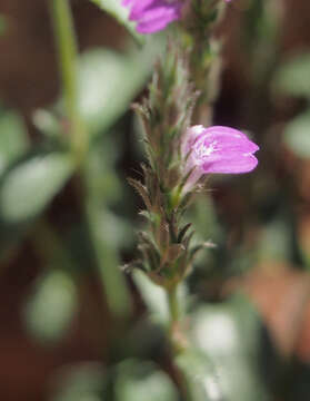 Image of Justicia adscendens R. Br.