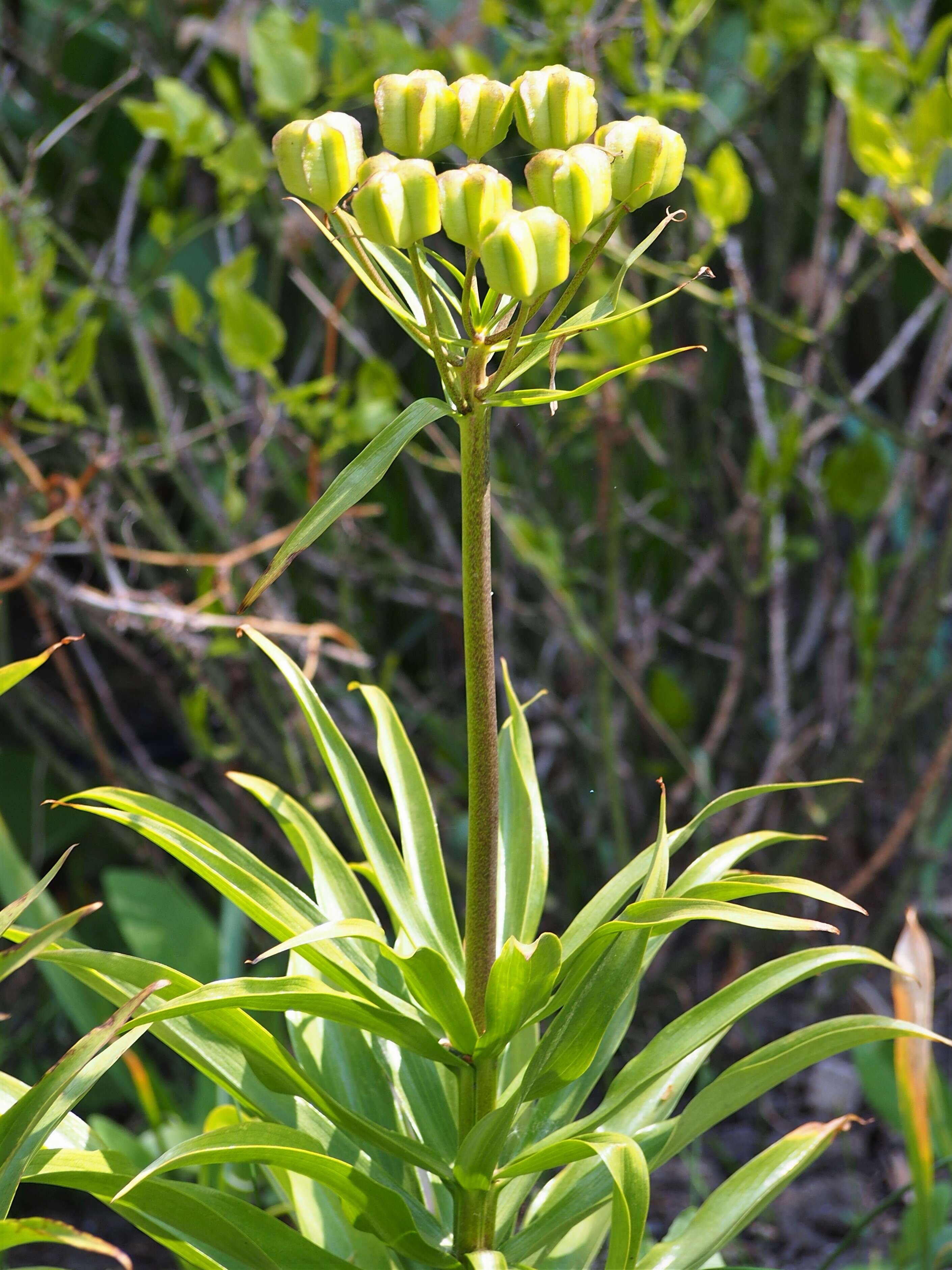 Image of Fritillaria raddeana Regel