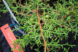 Image of Juniperus gracilior Pilg.