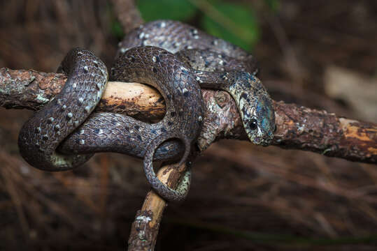 Image of Pareas macularius