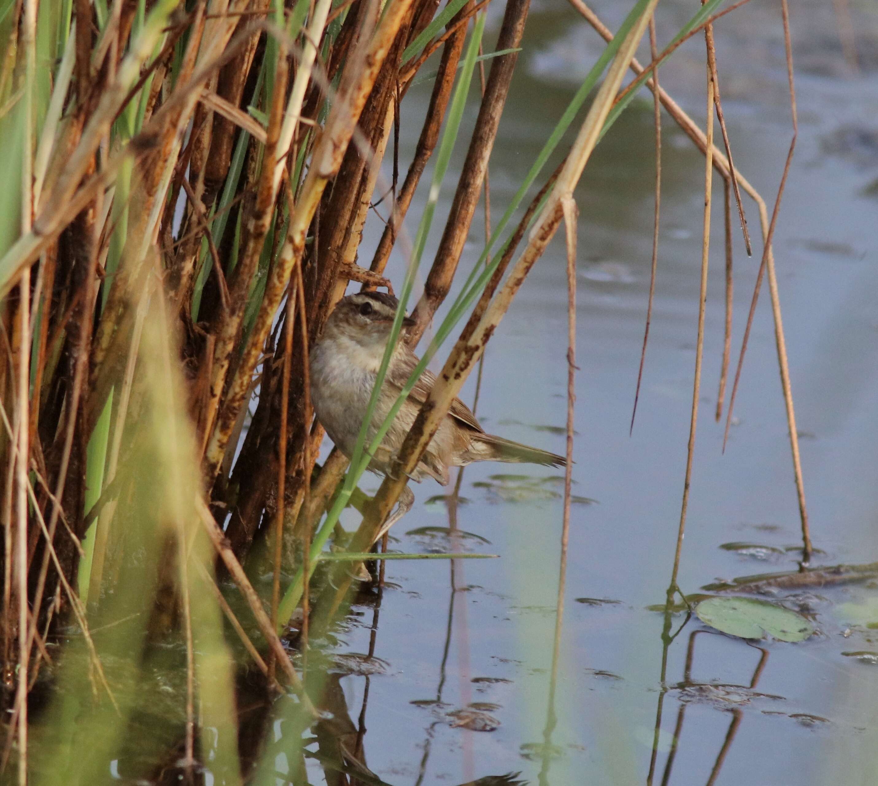 Image of Sedge Warbler