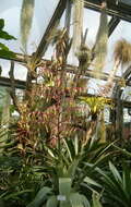 Image of Tillandsia krukoffiana L. B. Sm.