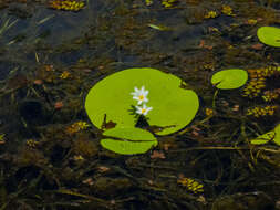 Image of Water-snowflake