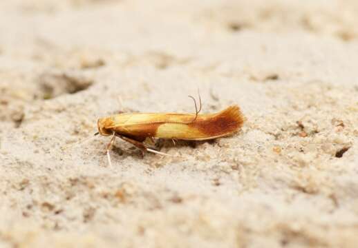 Image of Caloptilia alchimiella (Scopoli 1763)