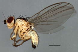 Image of Phytoliriomyza