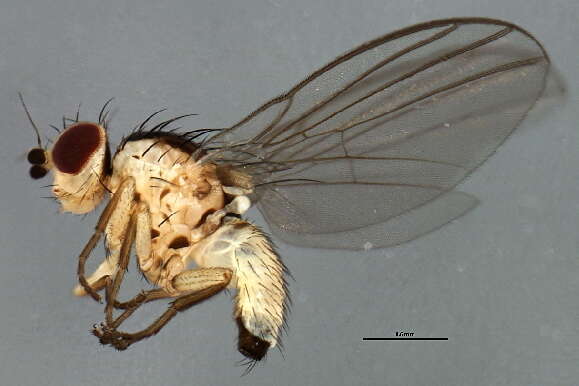 Phytoliriomyza resmi