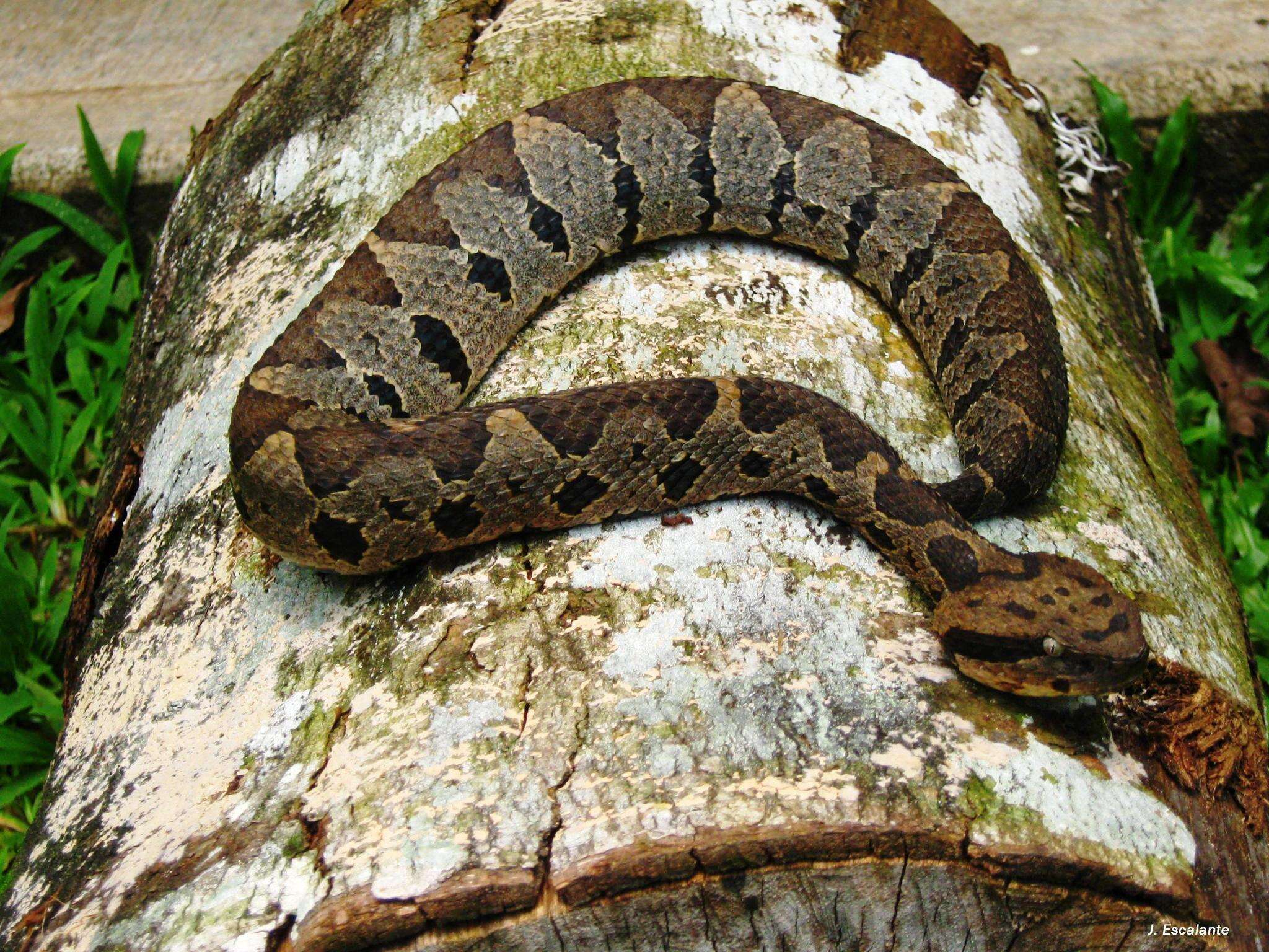 Image of Olmecan Pit Viper