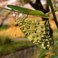 Image of Argynnis hyperbius