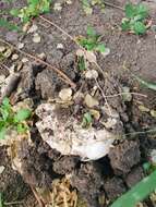 Imagem de Agaricus bitorquis (Quél.) Sacc. 1887