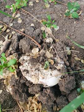 Image of Banded agaric