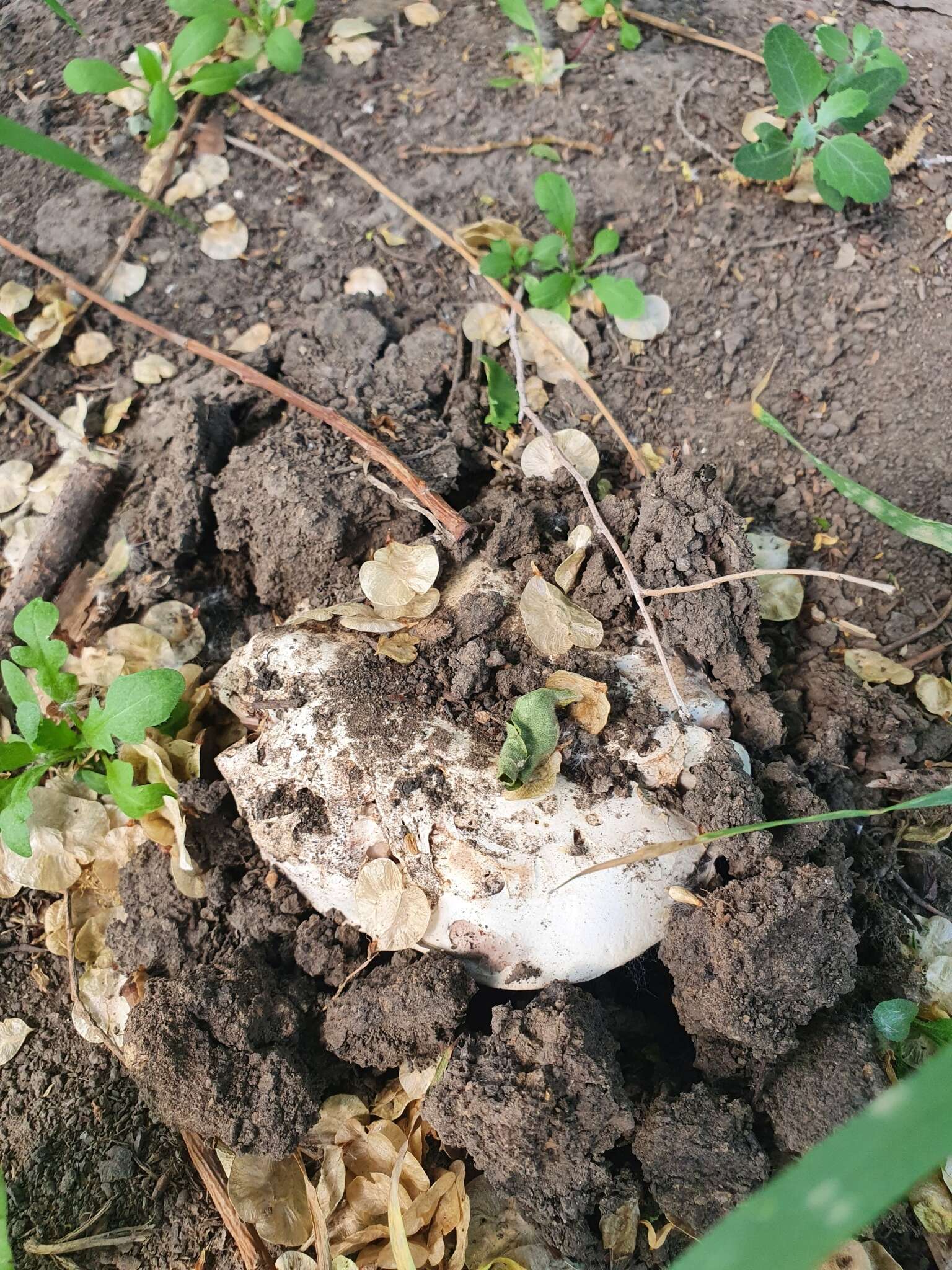 Imagem de Agaricus bitorquis (Quél.) Sacc. 1887