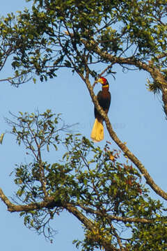 Image of Northern Rufous Hornbill
