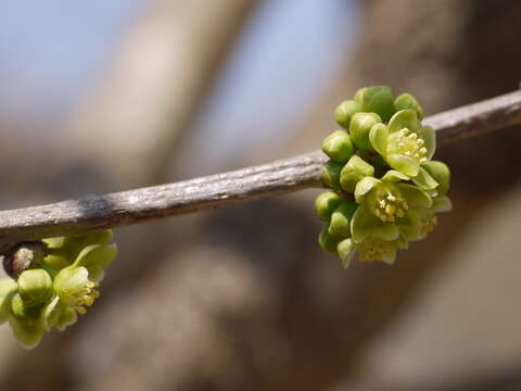 Image of Casearia tomentosa Roxb.