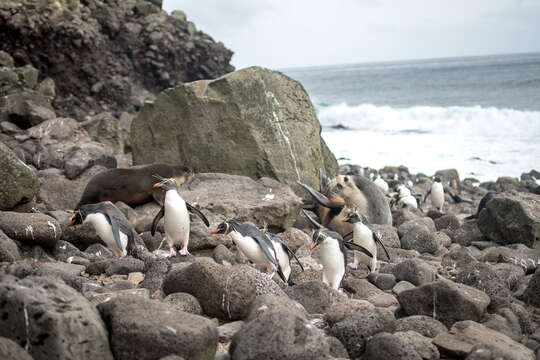 Image of Northern Rockhopper Penguin