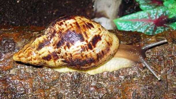 Image of Achatina reticulata