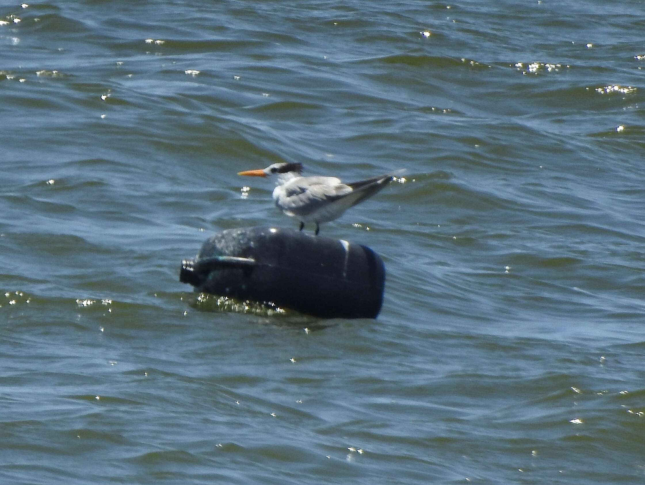 Image of Lesser Crested Tern