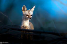 Image of Bengal Fox