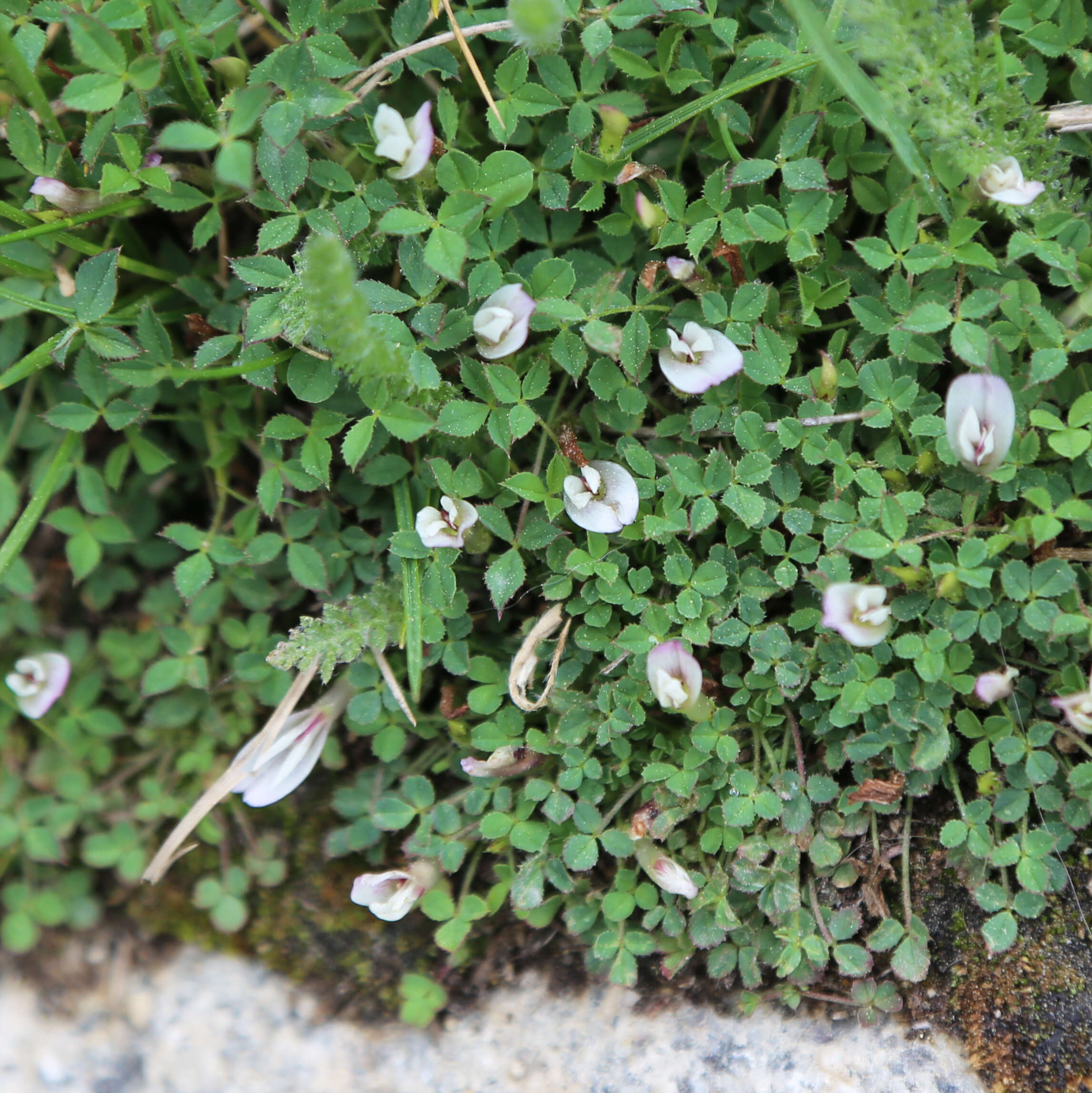 Image of mountain carpet clover