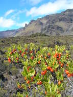 Image of alpine mirrorplant