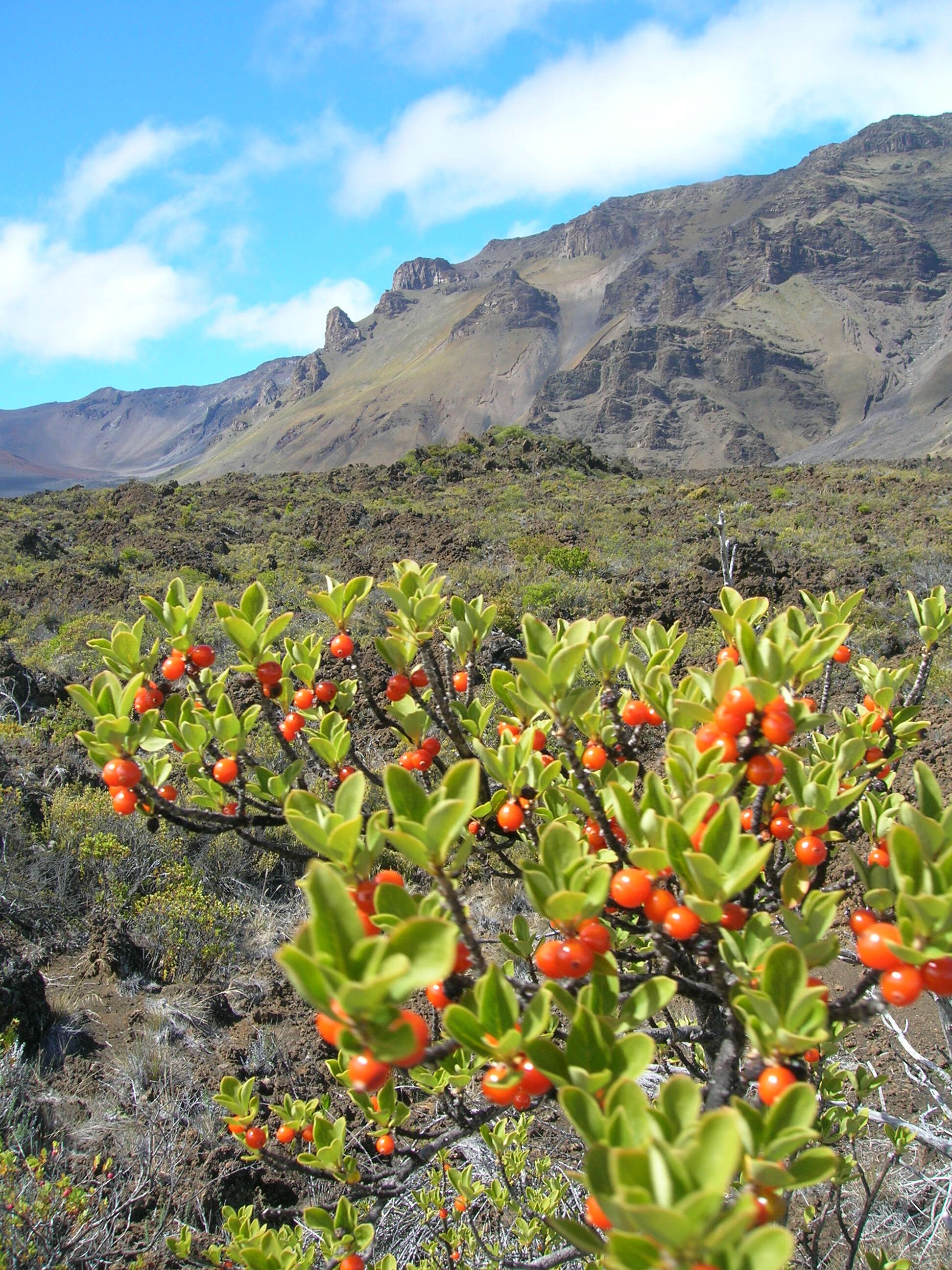 Image of alpine mirrorplant