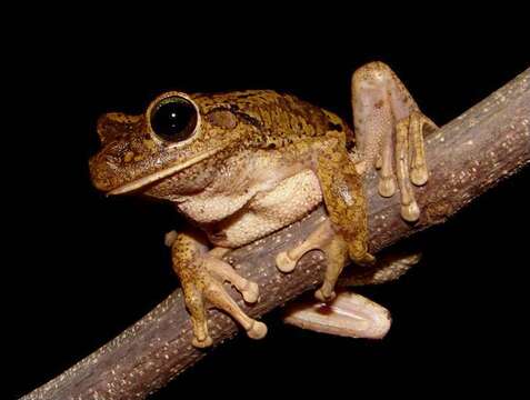 Image of Chirique-Flusse Treefrog