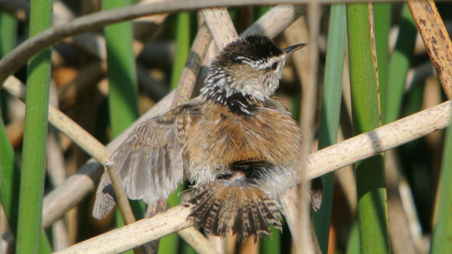 Image of Marsh Wren