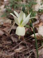 Image of Narcissus cernuus