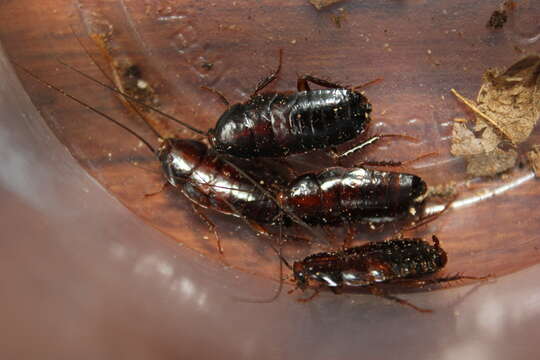 Image of Pennsylvania Wood Cockroach