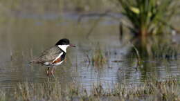 Erythrogonys Gould 1838 resmi