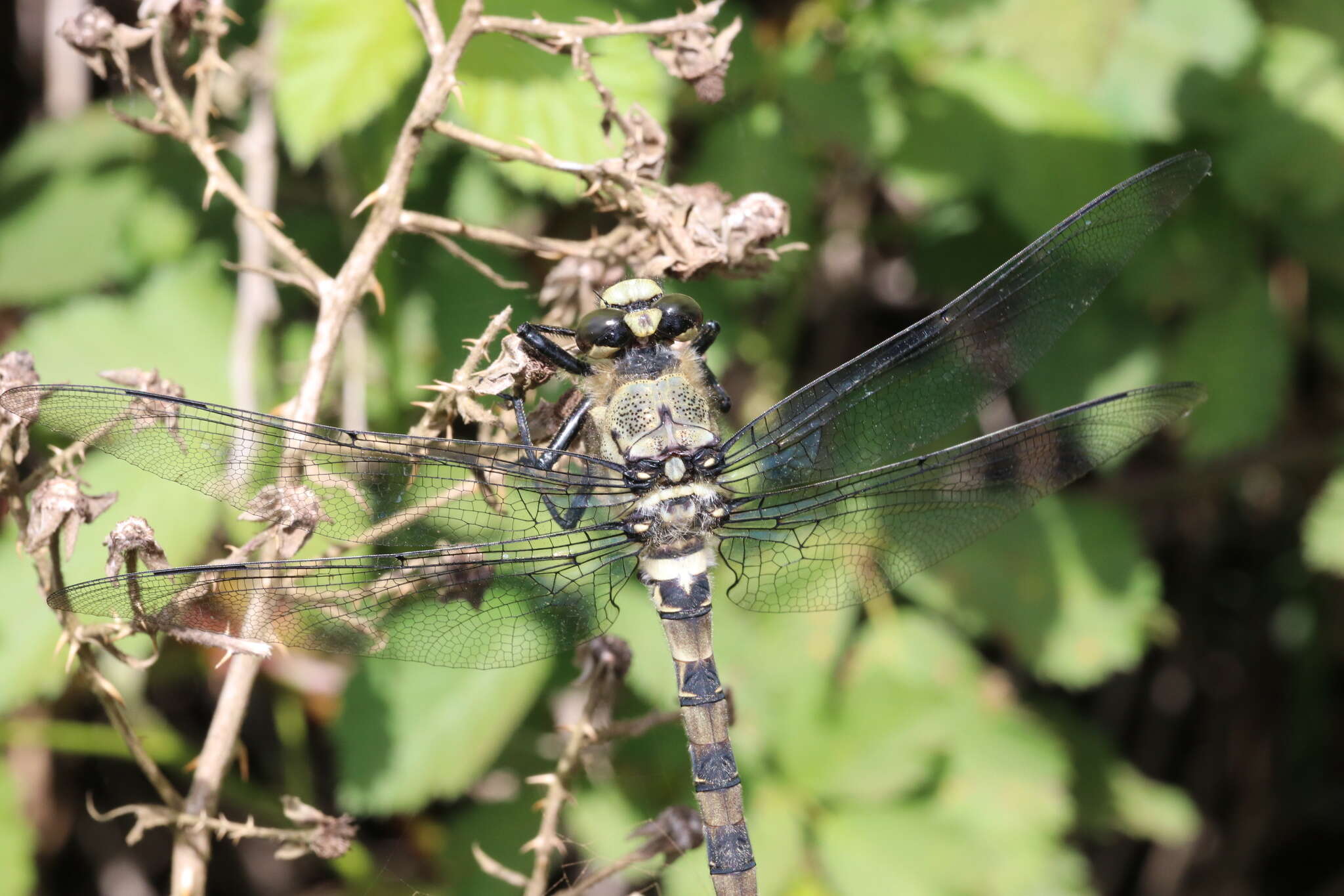 Image of Chilean Petaltail