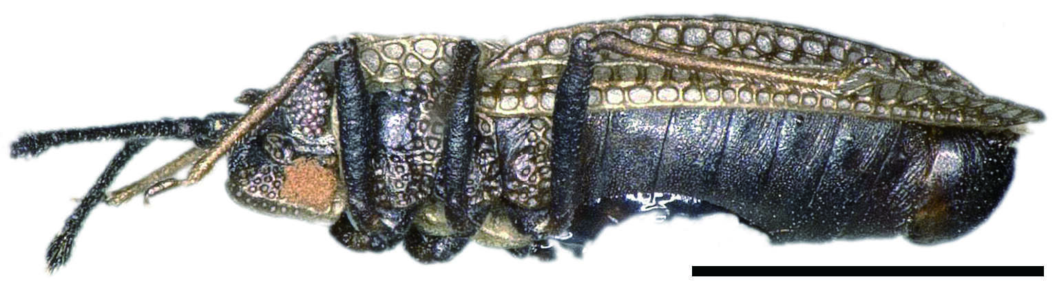 Image of Acalypta marginata (Wolff 1804)