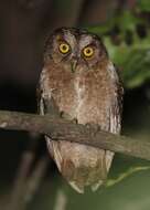 Image of Pemba Scops Owl