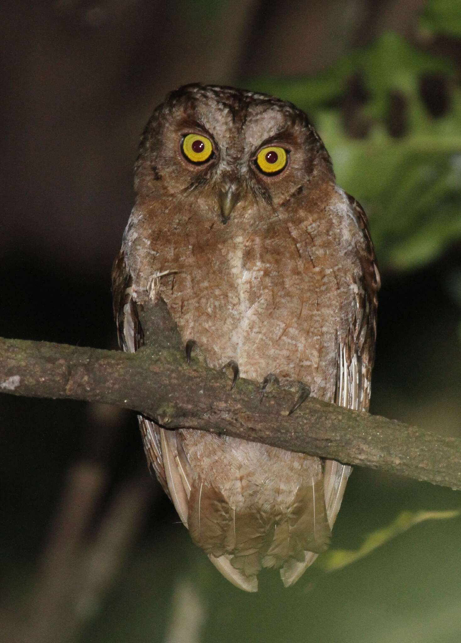 Image of Pemba Scops Owl