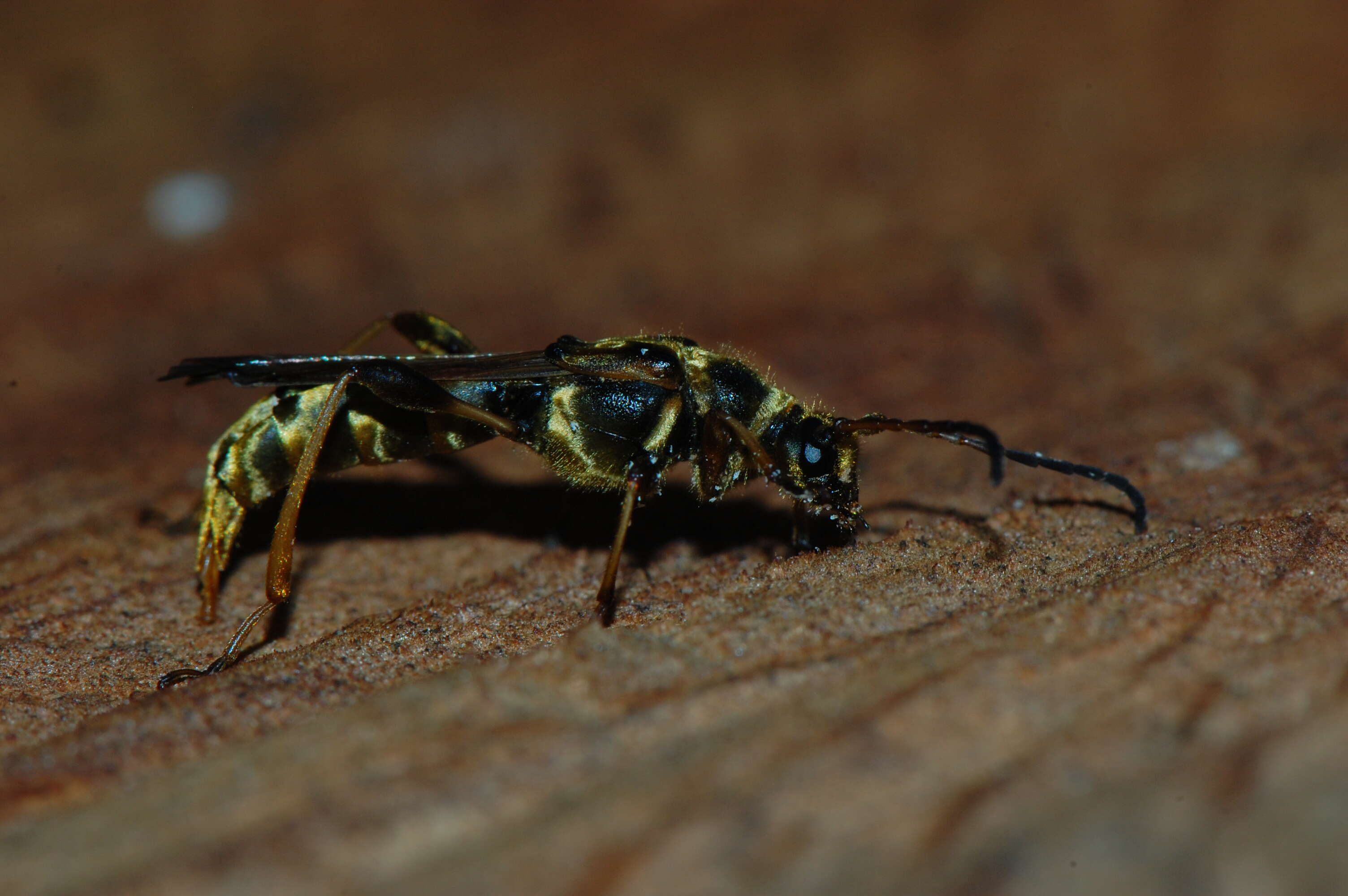 Plancia ëd Necydalis cavipennis Le Conte 1873