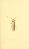 Image of Heteromurus nitidus (Templeton & R ex Templeton, R, Westwood & JO 1836)