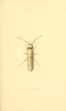 Image de Heteromurus nitidus (Templeton & R ex Templeton, R, Westwood & JO 1836)