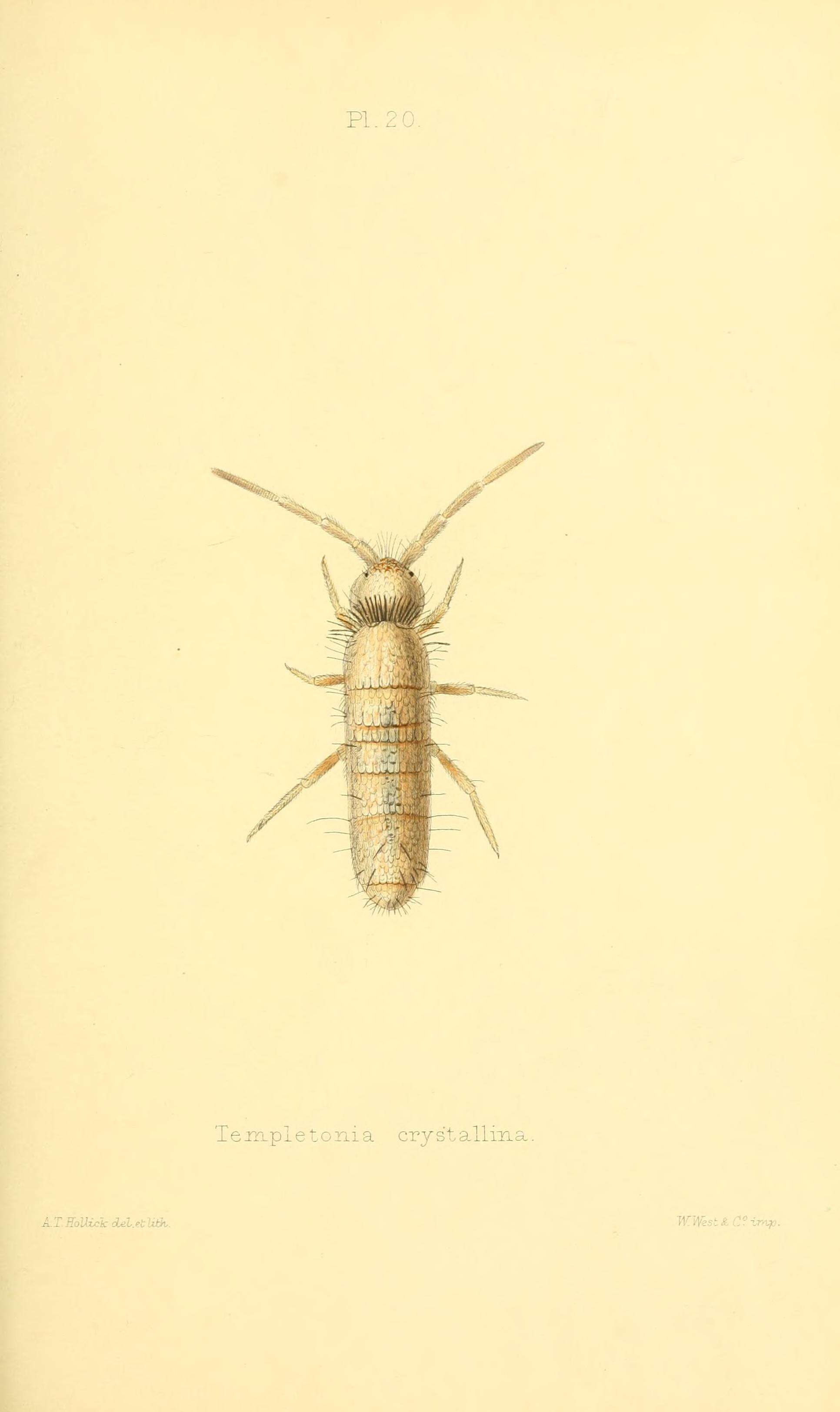 Image of Heteromurus nitidus (Templeton & R ex Templeton, R, Westwood & JO 1836)