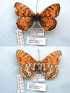 Image de Melitaea didymoides Eversmann 1847