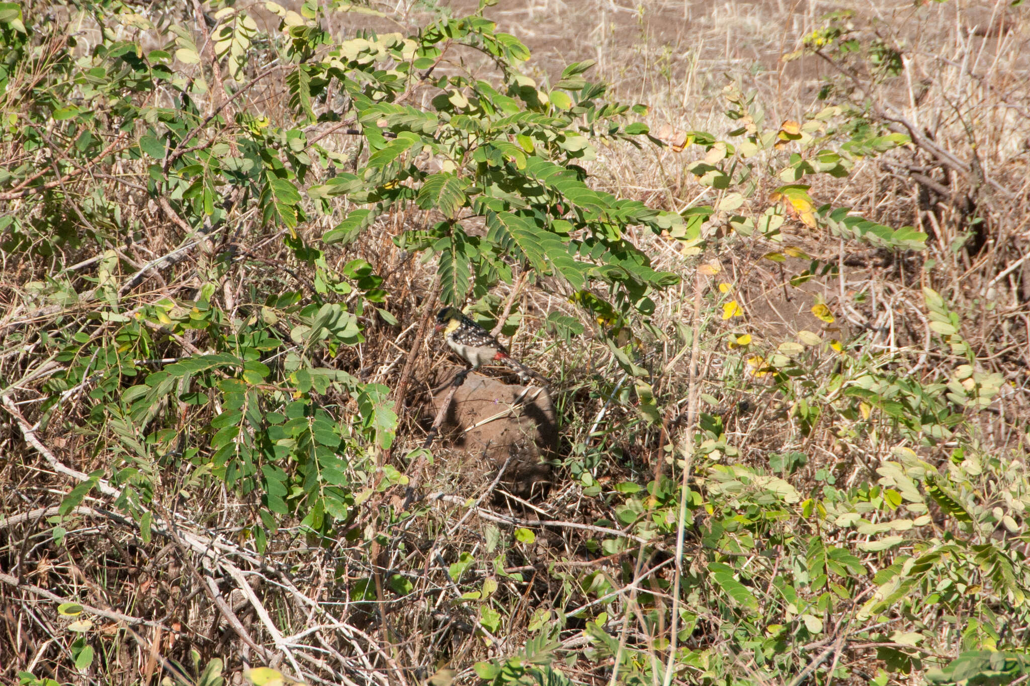 Image of Yellow-breasted Barbet