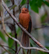 Image of Rufous Twistwing